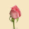 nyíló rózsa