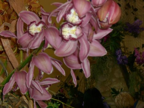 orchidea - sorozatból