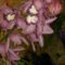 orchidea - sorozatból