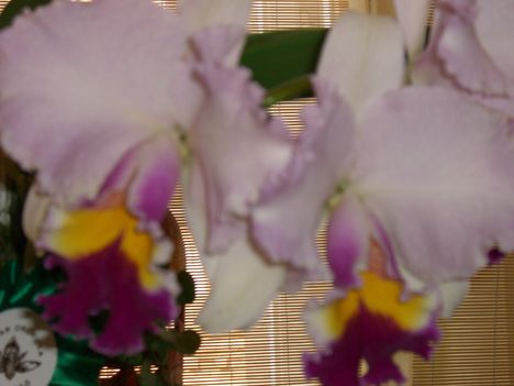 orchidea - sorozatból