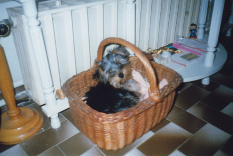 Picur kosárban