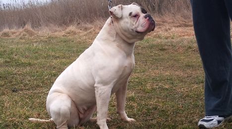 vagusdogs fantasy (fanta)