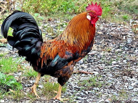 Elmentem én a Vásárba