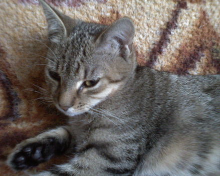 Filike
