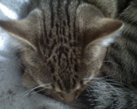 Filike