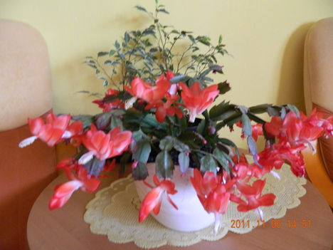Ibolya 060