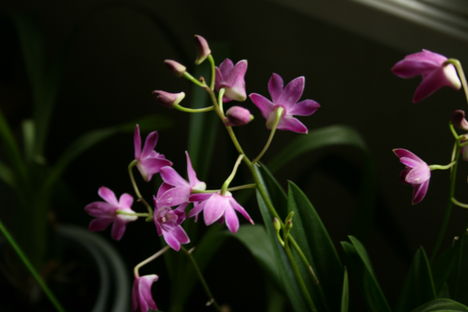 illatos dendrobium phalenopsis