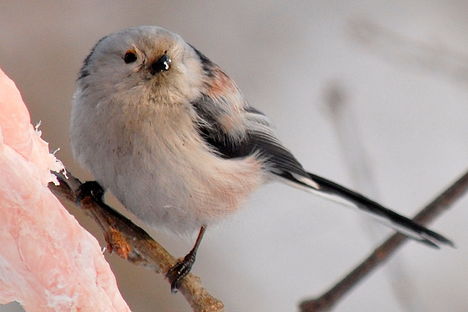 Őszapó (Aegithalos caudatus)-Long-tailed Tit-1