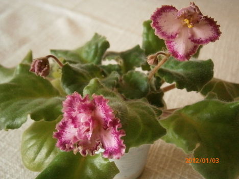 Tomorrrow'S Pink Ice