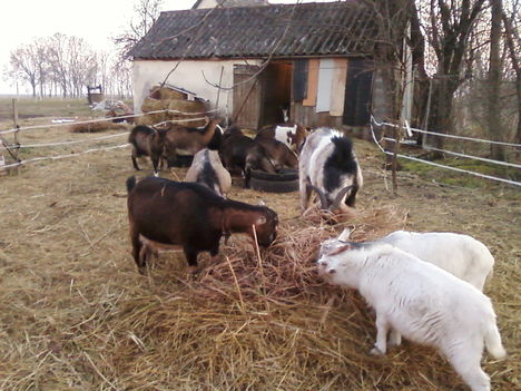 Lányok 1