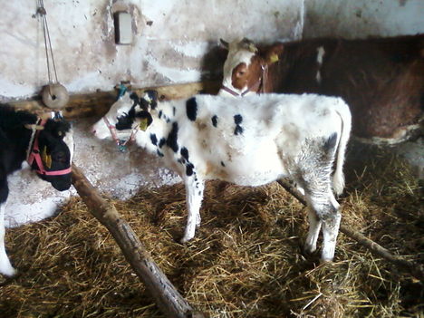 Lenke 3