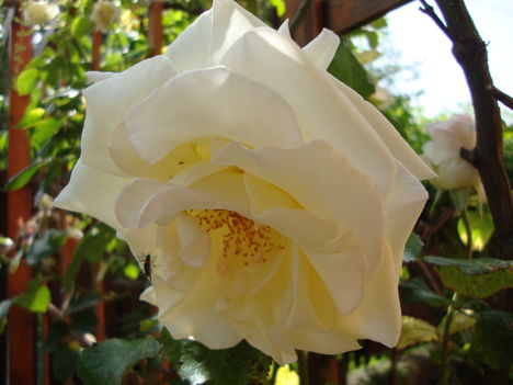 032