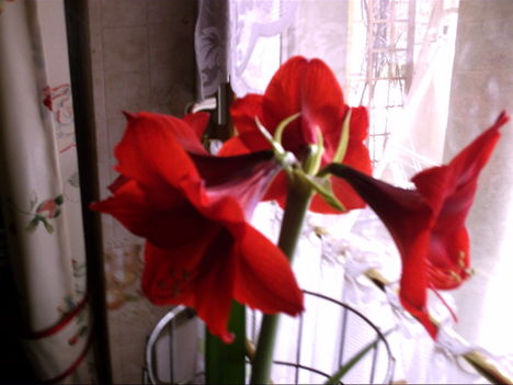 Kép2011 118