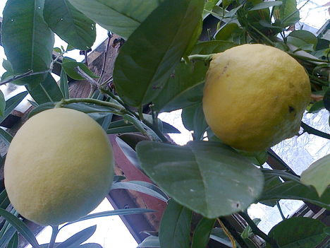 kezd érni a citrom...