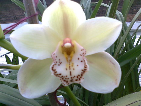 Közelebbről 1 virág (csónakorchidea)