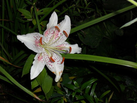 liliom