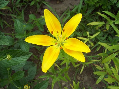 liliom 