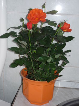 P1080492