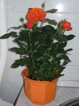 P1080493