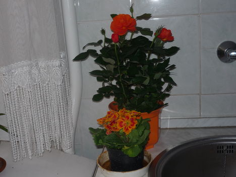 P1080496