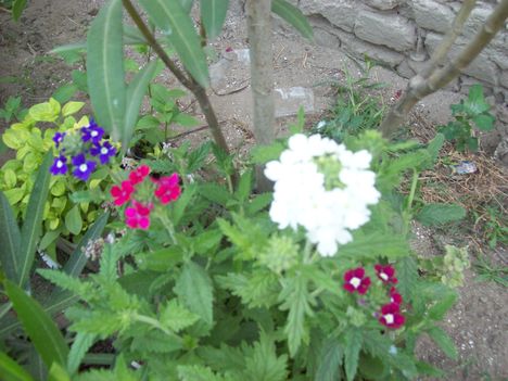 verbena
