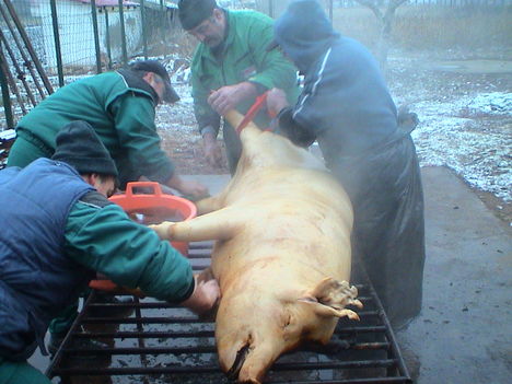 Falukarácson és disznóvágás 013