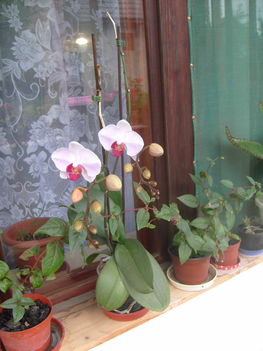 Legelső orchim