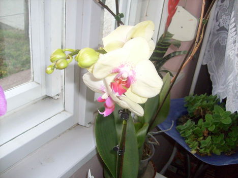 Phal.
