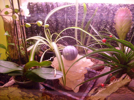 Terrárium