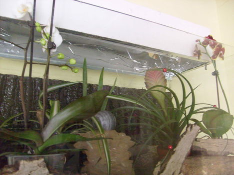 Terráriumban