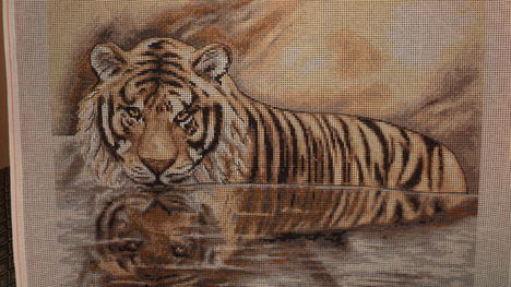 Tigris a vízben
