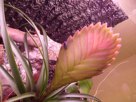 Tillandsia