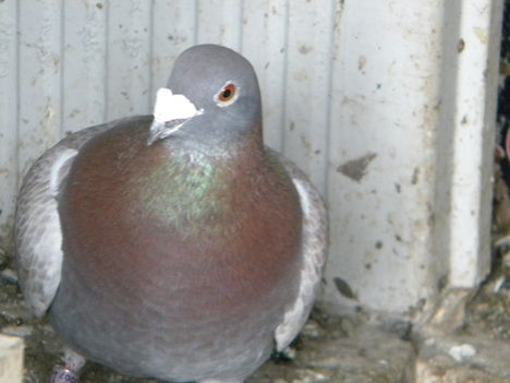 DSCN4065