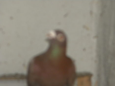 DSCN4069