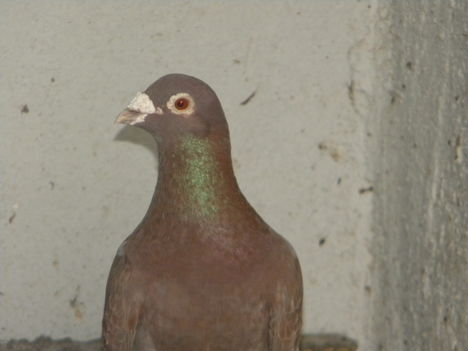 DSCN4070