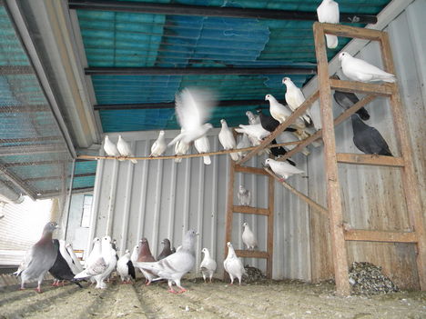 DSCN4071