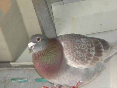 DSCN4085