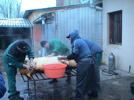 Falukarácson és disznóvágás 008