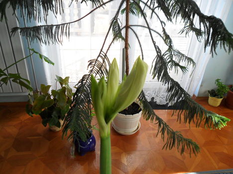 fehér amarillisz 1.