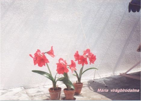Mária virágbirodalma52