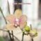 Orchid_08