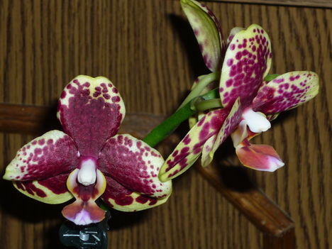 Orchidea