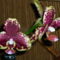 Orchidea