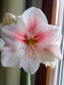 Amaryllis