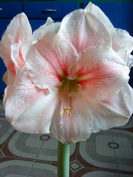 Amaryllis