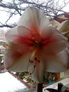 Amaryllis