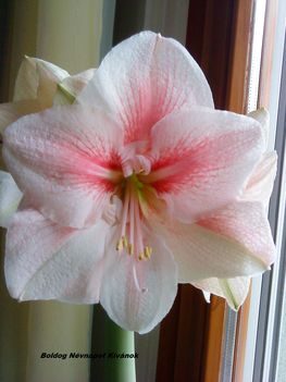 Amaryllis 2012, 02, 29