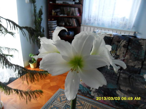 fehér amarillisz 4.