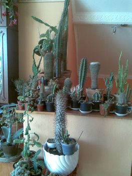Kaktuszaim