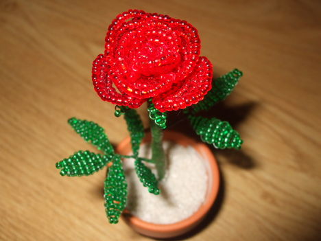 Piros rózsa